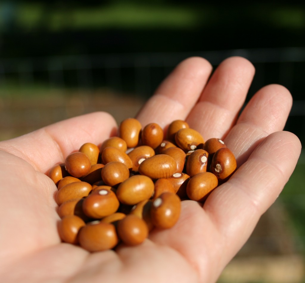 marfax bean seeds close up 1024x949 Αντί για κρέας, φασόλια!