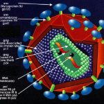 Παγκόσμια Ημέρα κατά του HIV: Διατροφή