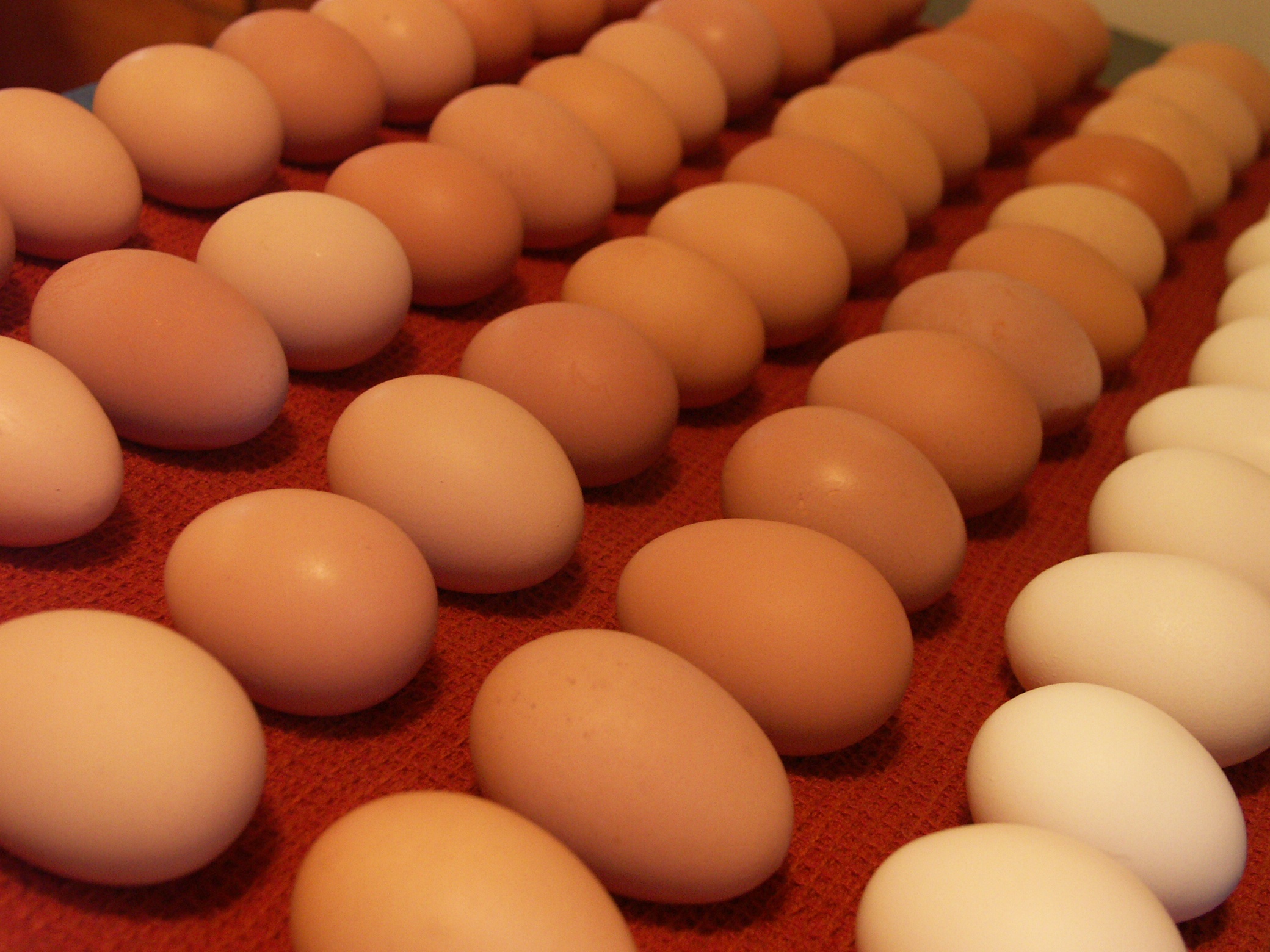 Инкубационное яйцо. Яйца куриные инкубационные. Яйцо куриное десяток. Цветные яйца куриные. Купить инкубационное яйцо от производителя