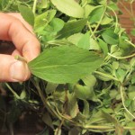 stevia-2