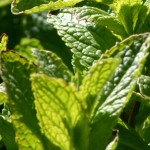stevia